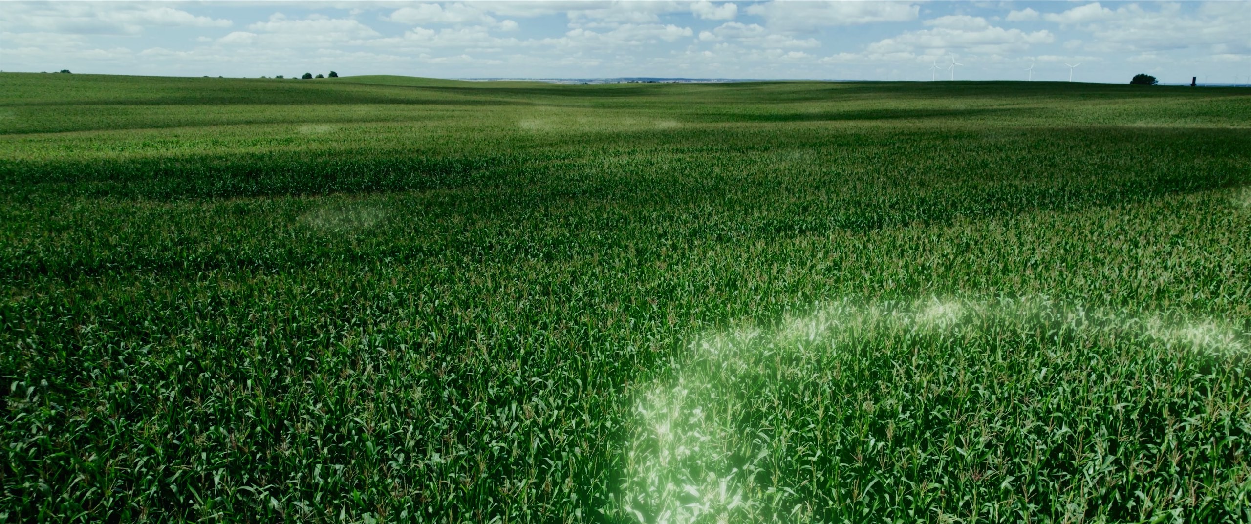 This image shows a field of corn with 3d ring overlay.jpg